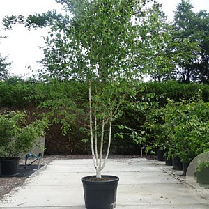 Betula utilis jacquemontii 300-350 cm cont. 110L meerstammig