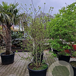 Chimonanthus praecox 175-200 cm cont. 110L meerstammig