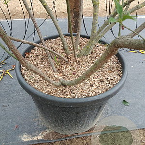 Euonymus europaeus 175-200 cm cont. 110L meerstammig