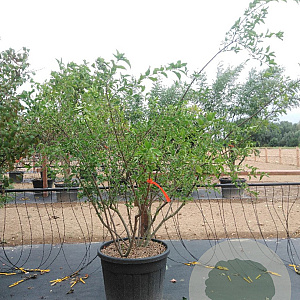 Euonymus europaeus 175-200 cm cont. 110L meerstammig