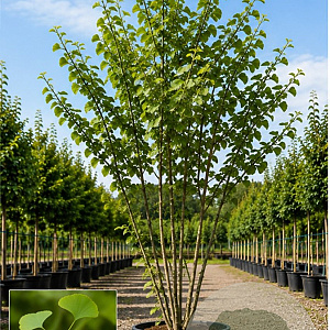 Ginkgo biloba 250-300 cm cont. 110L meerstammig