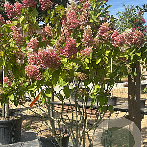 Hydrangea pan. Pinky Winky 150-175 cm cont. 70L meerstammig