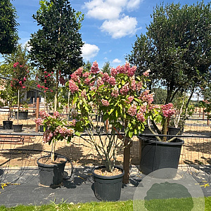 Hydrangea pan. Pinky Winky 150-175 cm cont. 70L meerstammig