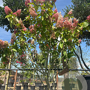 Hydrangea pan. Pinky Winky 150-175 cm cont. 70L meerstammig