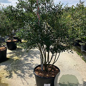 Osmanthus burkwoodii 150-175 cm cont. 110L meerstammig