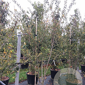 Prunus incisa 'Paean' 300-350 cm cont. 130L meerstammig