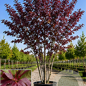 Prunus ser. 'Royal Burgundy' 200-250 cm cont. 110L meerstammig