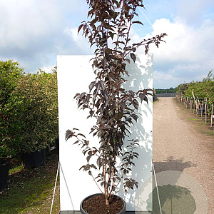 Prunus ser. 'Royal Burgundy' 200-250 cm cont. 110L meerstammig