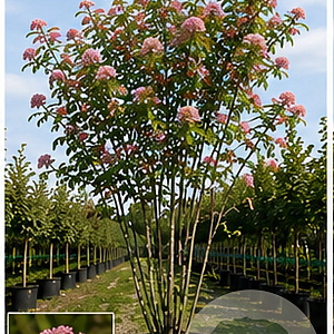 Sorbus commixta 'Carmencita' 200-250 cm cont. 110L meerstammig