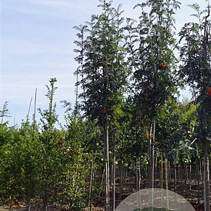 Sorbus scalaris 250-300 cm cont. 180L meerstammig