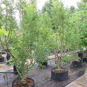 Sorbus wilfordii 250-300 cm cont. 110L meerstammig