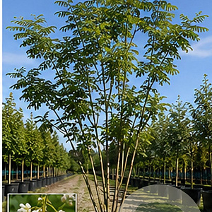 Styphnolobium japonicum 300-350 cm cont. 110L meerstammig