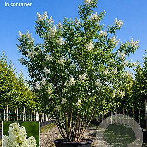 Syringa v. 'Mme Lemoine' 150-175 cm cont. 110L meerstammig