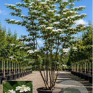 Viburnum plicatum 150-175 cm cont. 110L meerstammig
