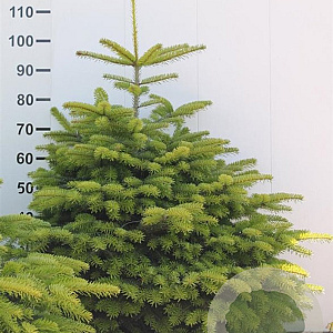 Abies nordmanniana 100-125 cm met kluit