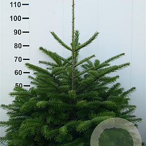Abies nordmanniana 80-100 cm met kluit