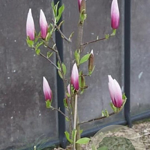 Magnolia 'Sentinel' 200-225 cm cont. 55L