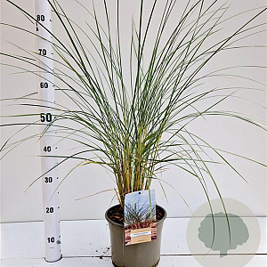 Ammophila arenaria gm 4,0L