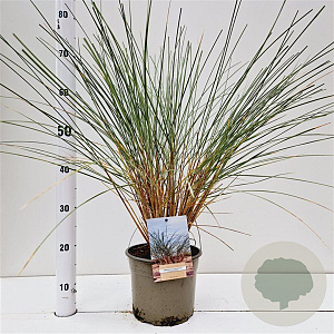 Ammophila arenaria gm 4,0L