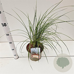 Ammophila arenaria gm 4,0L
