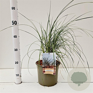Ammophila arenaria gm 4,0L
