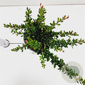 Berberis buxifolia 'Nana' 20-30 cm 2,5L