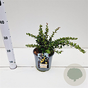 Berberis buxifolia 'Nana' 20-30 cm 2,5L
