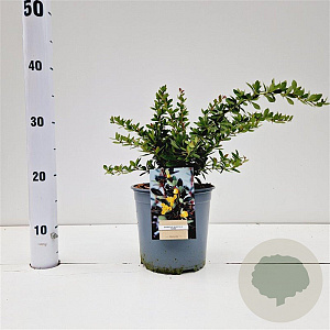 Berberis buxifolia 'Nana' 20-30 cm 2,5L