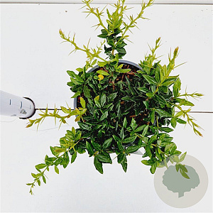 Berberis frikartii 'Amstelveen' 20-30 cm 2,5L