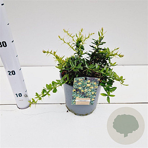 Berberis frikartii 'Amstelveen' 20-30 cm 2,5L