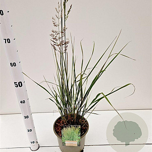Calamagrostis acut. 'Overdam' gm 4,0L