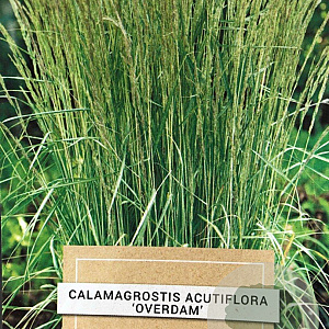 Calamagrostis acut. 'Overdam' gm 4,0L