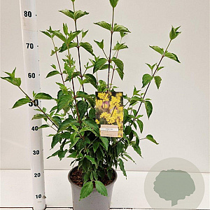 Cornus mas 40-50 cm 10L