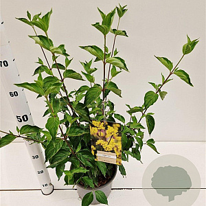 Cornus mas 40-50 cm 10L