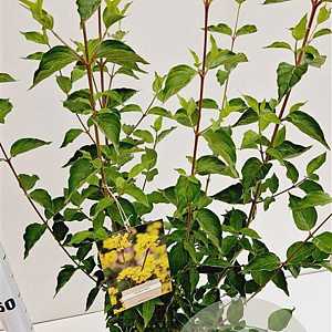 Cornus mas 40-50 cm 10L