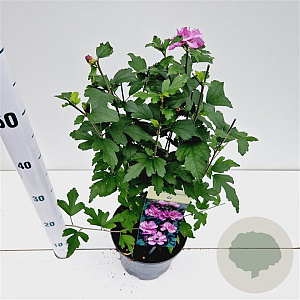 Hibiscus syr. 'Ardens' 40-50 cm 3,0L