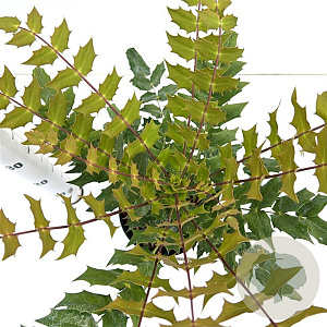 Mahonia media 'Charity' 25-30 cm 2,5L