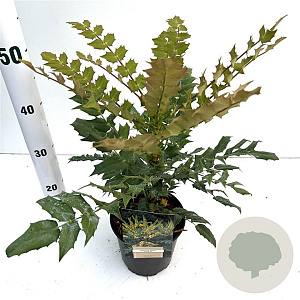 Mahonia media 'Charity' 25-30 cm 2,5L