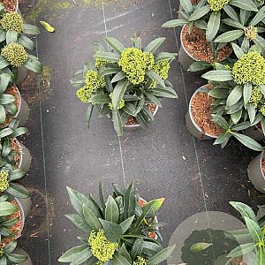 Skimmia confusa 'Kew Green' 20-25 cm 2,0L