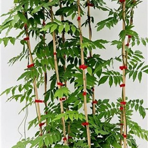 Wisteria flor. 'Honbeni' 100-125 cm rozenpot 2L