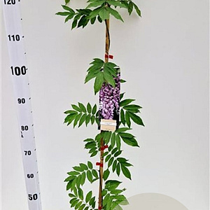 Wisteria flor. 'Honbeni' 100-125 cm rozenpot 2L
