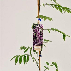 Wisteria flor. 'Issai-naga' 100-125 cm rozenpot 2L