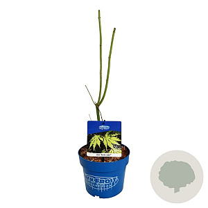 Acer Arctic Jade 40-50 cm 3,0L