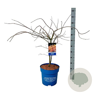 Acer Ice Dragon 100-125 cm 15L