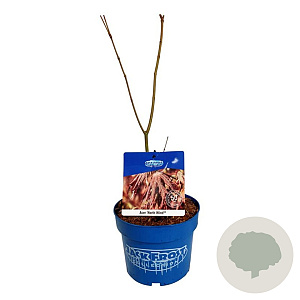 Acer North Wind 40-50 cm 3,0L