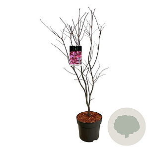 Acer pal. 'Atropurpureum' 80-100 cm P27