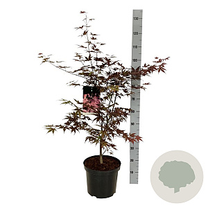 Acer pal. 'Bloodgood' 80-100 cm P27