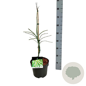 Acer pal. 'Dissectum' 50-60 cm 4,5L