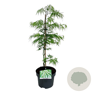 Acer pal. 'Dissectum' 50-60 cm 4,5L