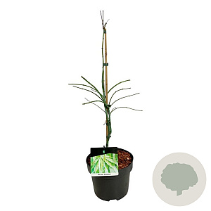 Acer pal. 'Dissectum' 50-60 cm 4,5L